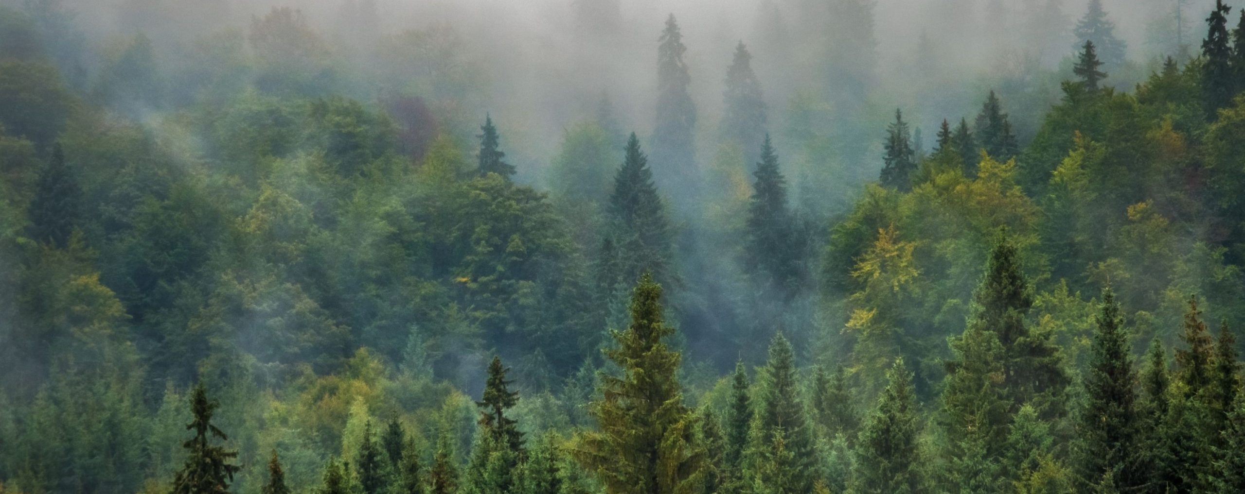 Ein großer Wald aus der Vogelperspektive mit vielen Bäumen überwiegend Kieferngewächse
